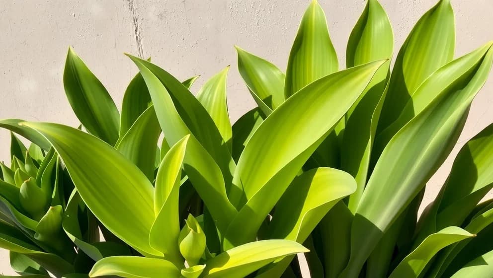 Växter som liknar parkslide