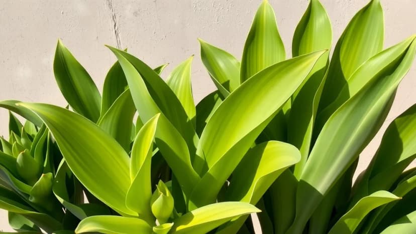 Växter som liknar parkslide